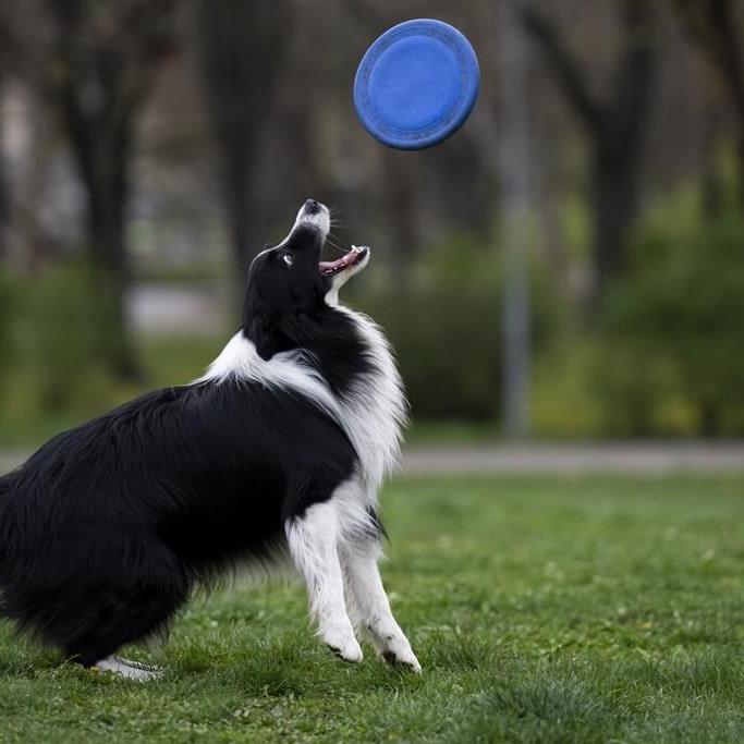 Does your dog understand when you say 'fetch the ball'? A new study in Hungary says yes